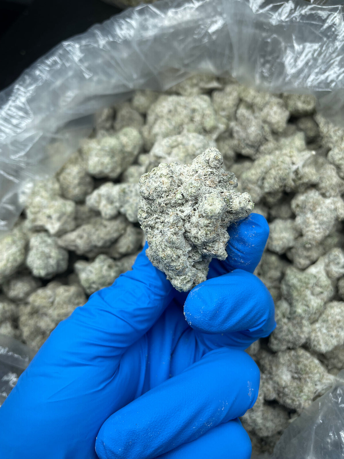 Snowballs THCA marijuana flower concentrate closeup view showing frosted trichomes