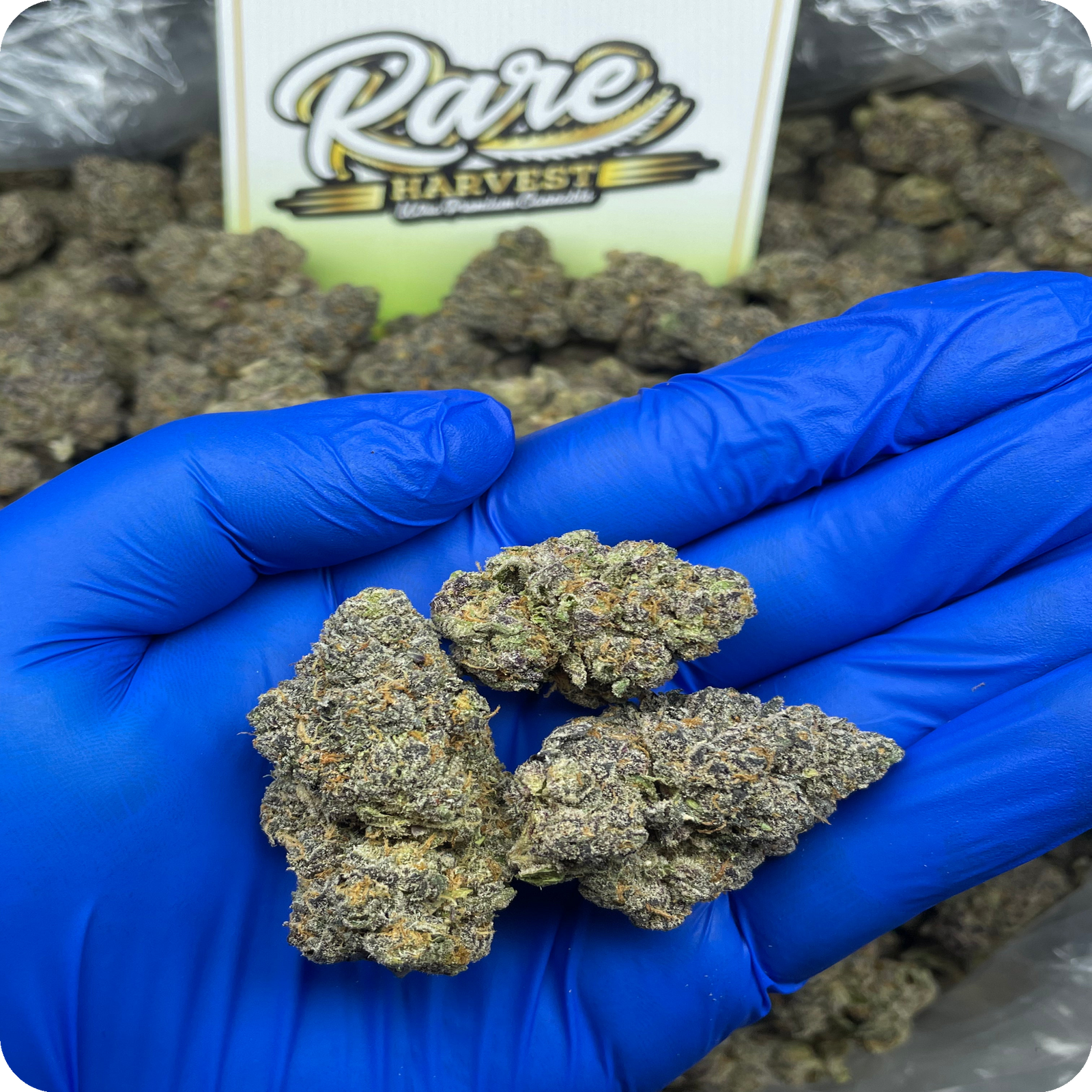 Sour Gelonade Diesel marijuana strain - exotic sativa weed buds by Rare Harvest