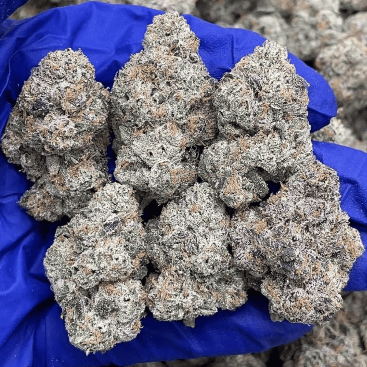 Triple Sour Diesel sativa marijuana close-up showing dense trichome coverage