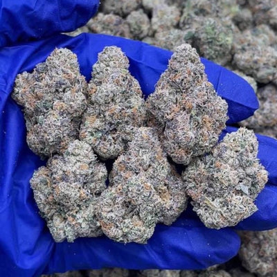 White Shark marijuana strain - ultra rare sativa weed buds by Rare Harvest