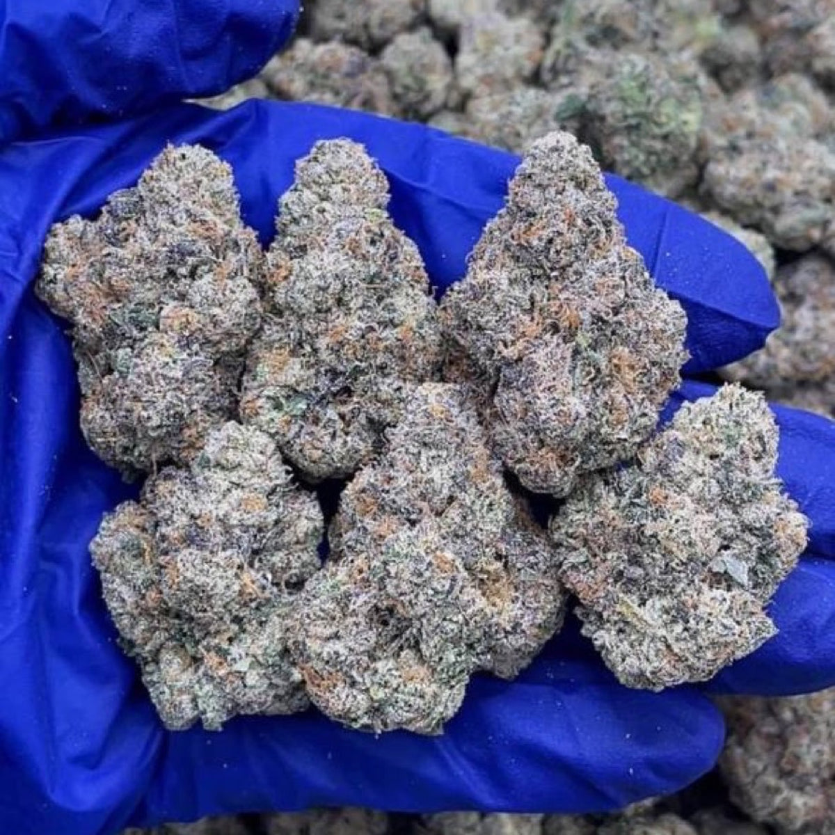White Shark marijuana strain - ultra rare sativa weed buds by Rare Harvest